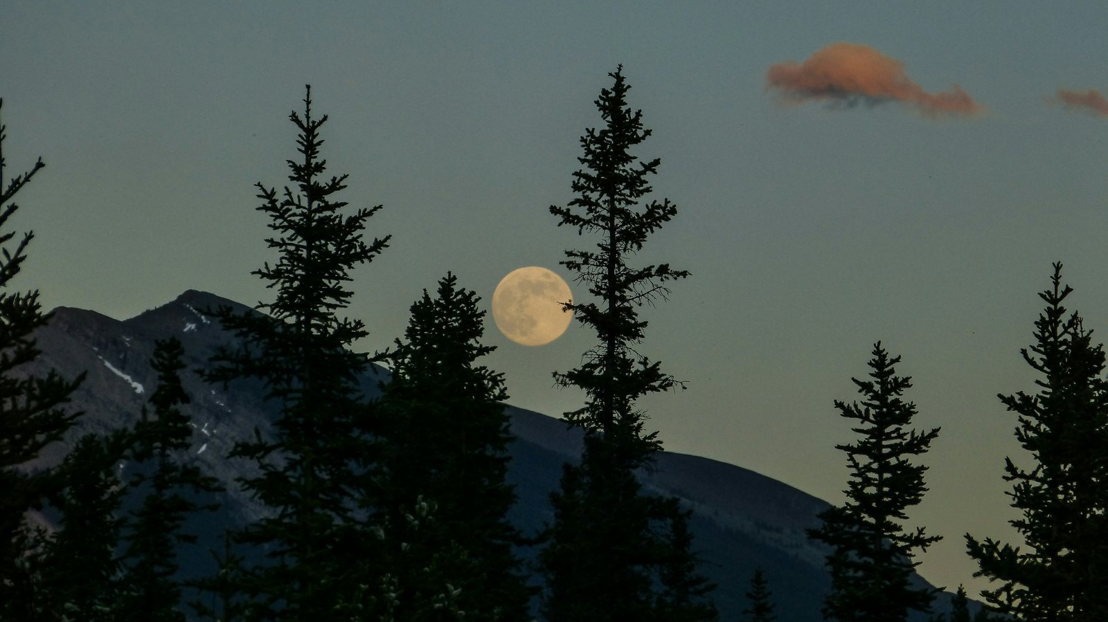 A moon on a pink sky over a pine forest