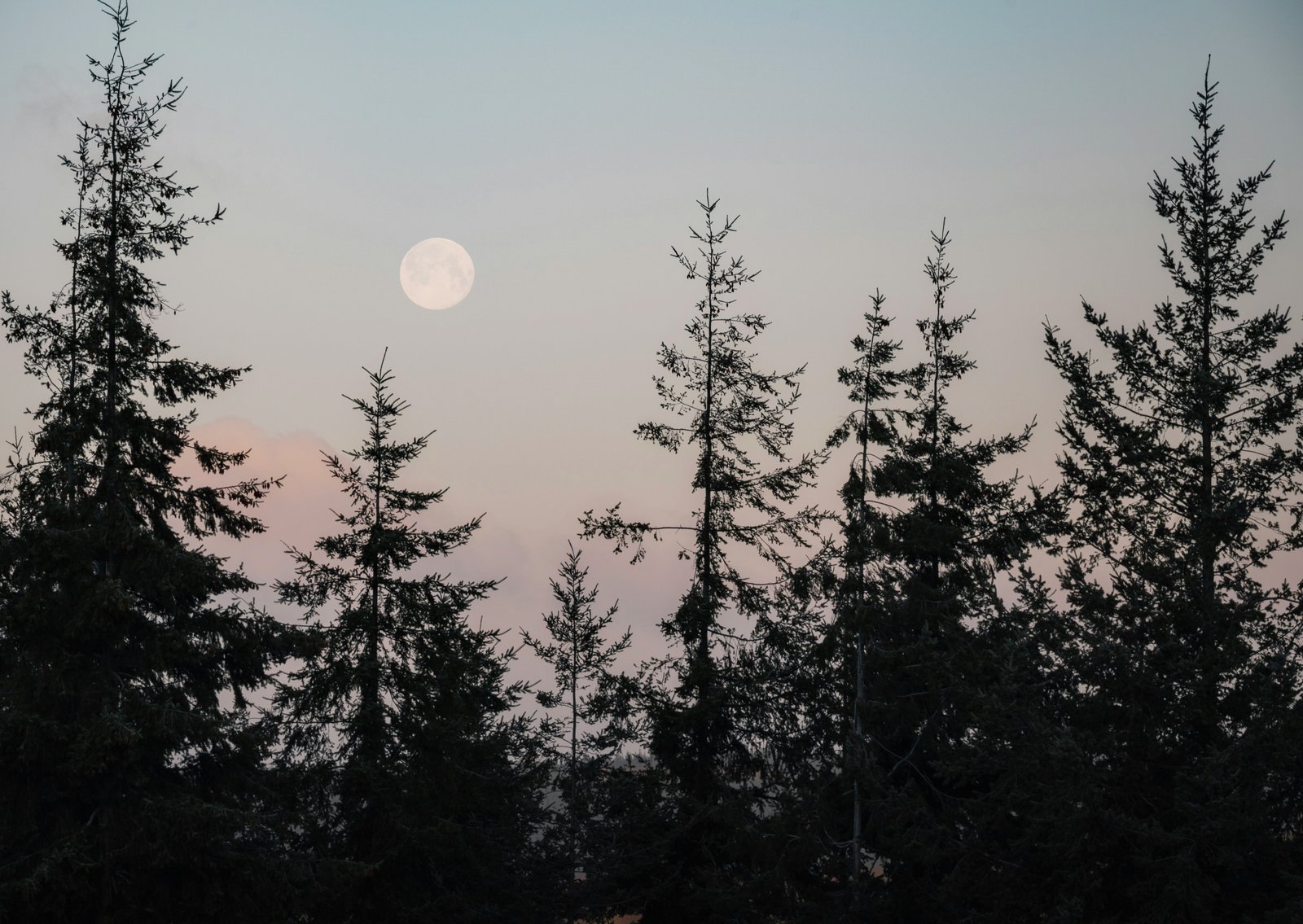 A moon on a pink sky over a pine forest