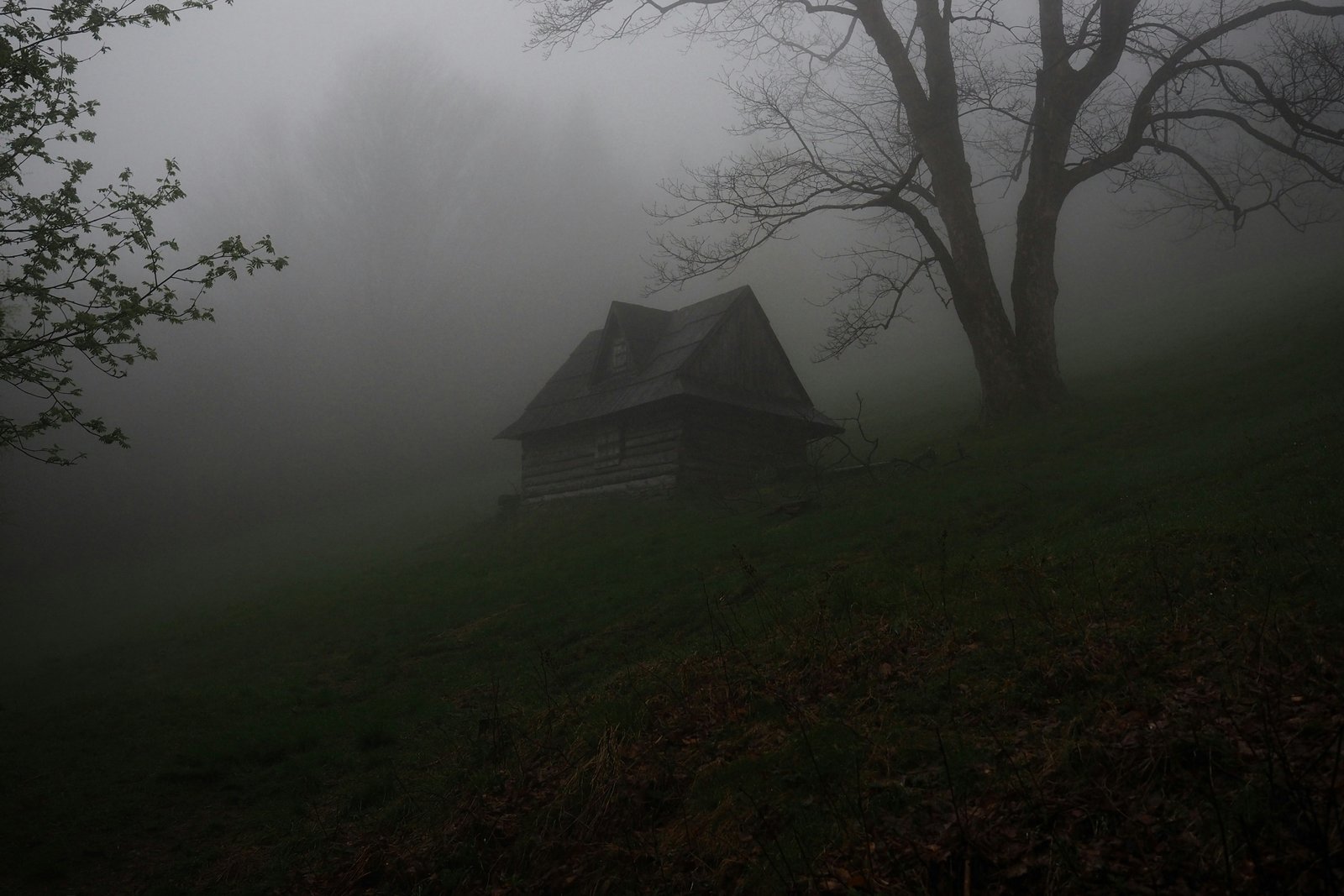 Small cabin in the woods surrounded by fog