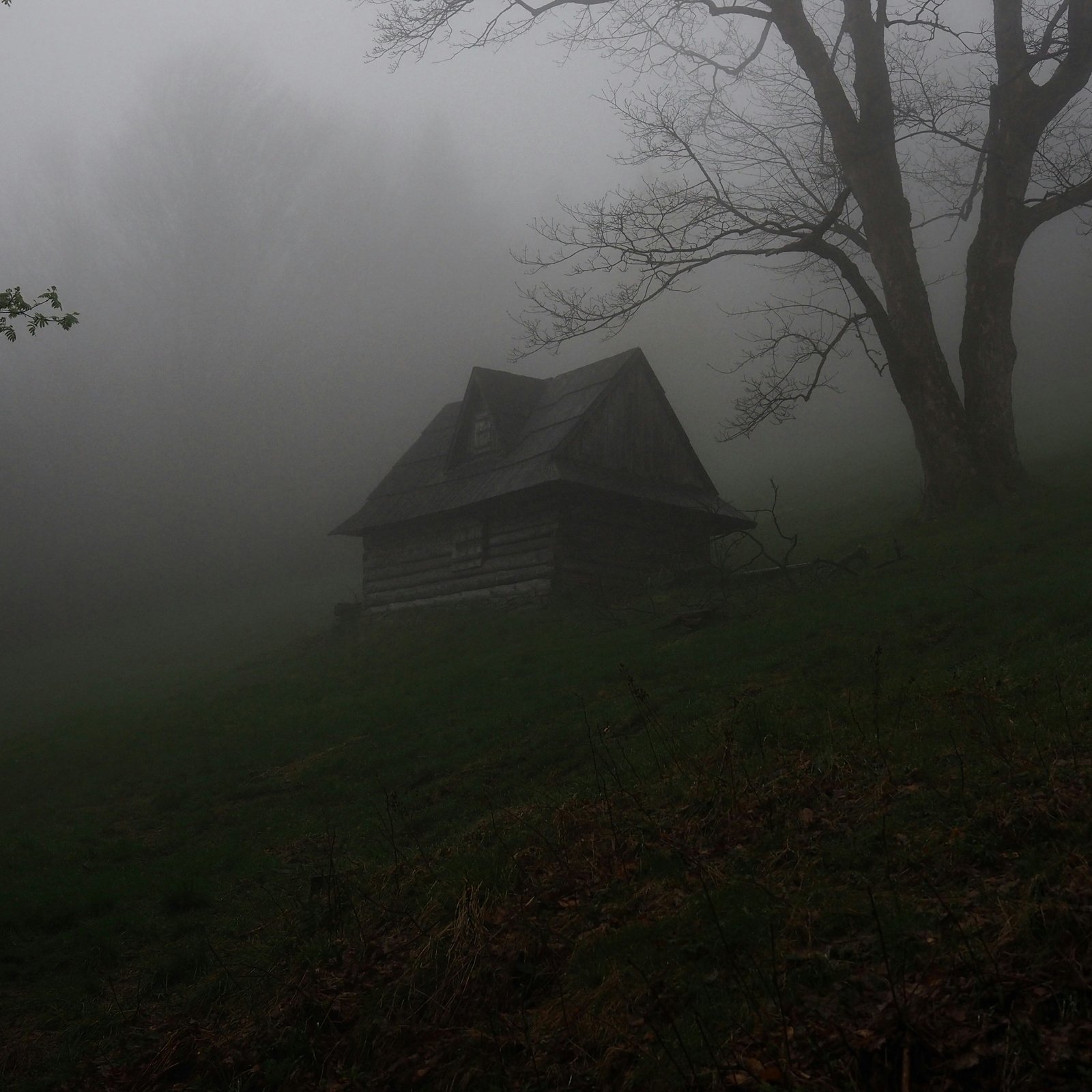 Small cabin in the woods surrounded by fog